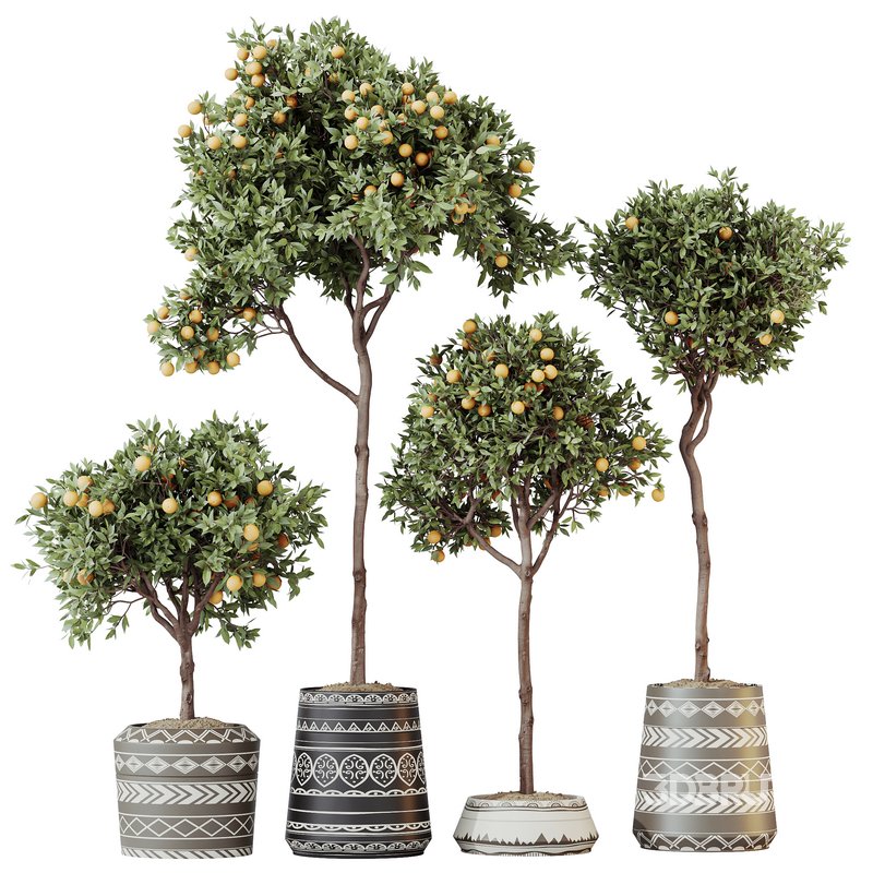 HQ HousePlants Mandarin Citrus Fruit Orange Calamondin Tree Image 1