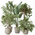 Indoor plants set 99 Lutescens Areca Palm and Ficus Benjamina and Paradise Strelitzia - Thumbnail 1