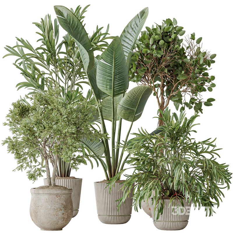Indoor plants set 99 Lutescens Areca Palm and Ficus Benjamina and Paradise Strelitzia Image 1