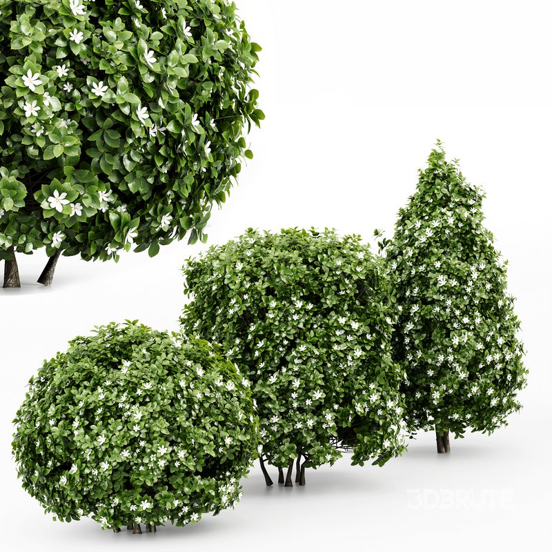 3 Houttuynia Gardenia augusta Gardenia jasminoides flower Image 1