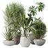 Indoor plants set 101 Spathiphyllum Wallisii and Ficus Cyathistipula - Thumbnail 1