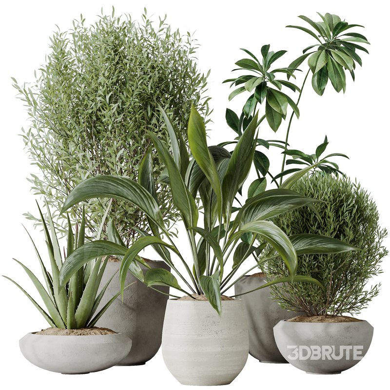 Indoor plants set 101 Spathiphyllum Wallisii and Ficus Cyathistipula Image 1