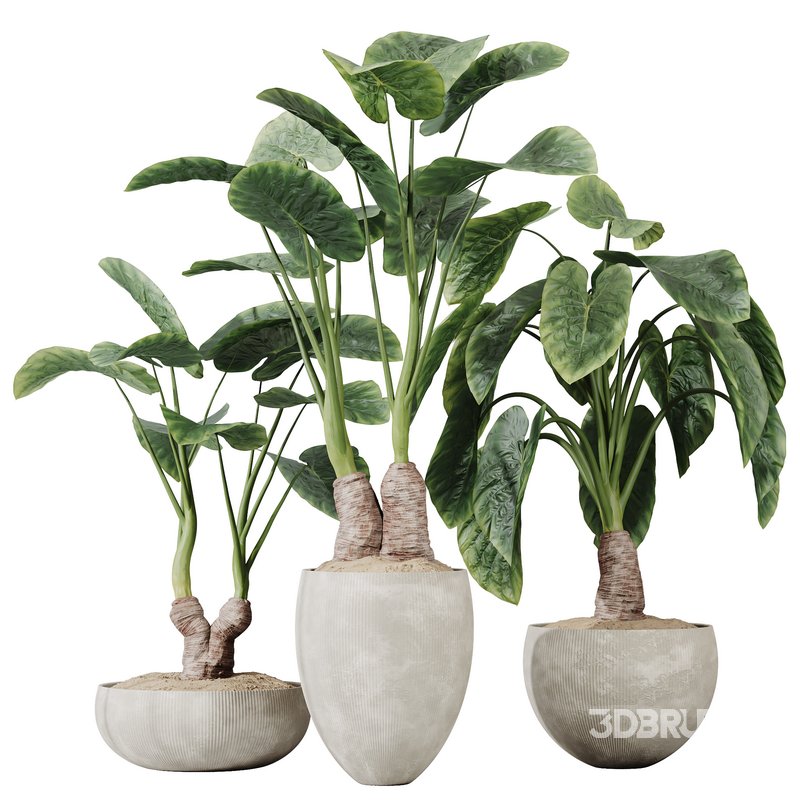 HQ HousePlants Cunjevoi Alocasia Jardin Brisbanensis Fittingly Elephant Set03 Image 1