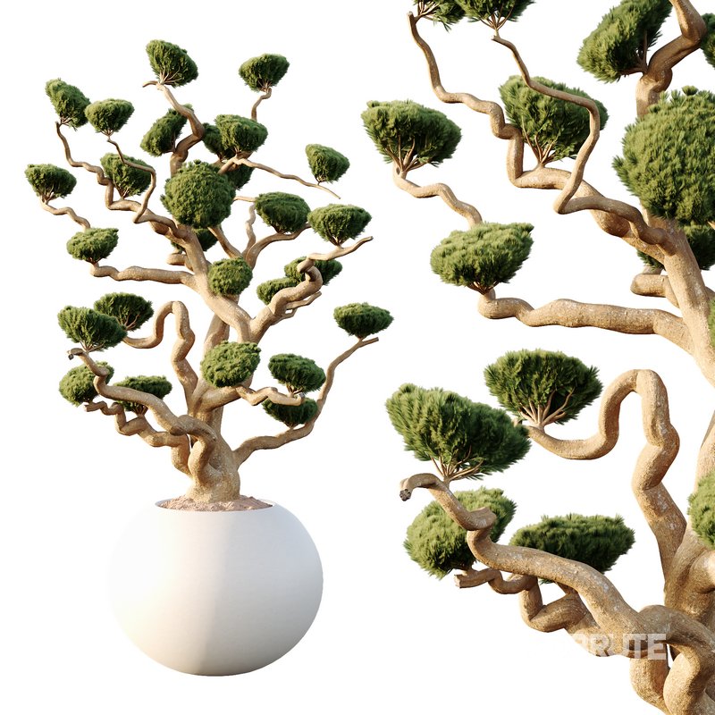 Potted sphere tree01 Image 3