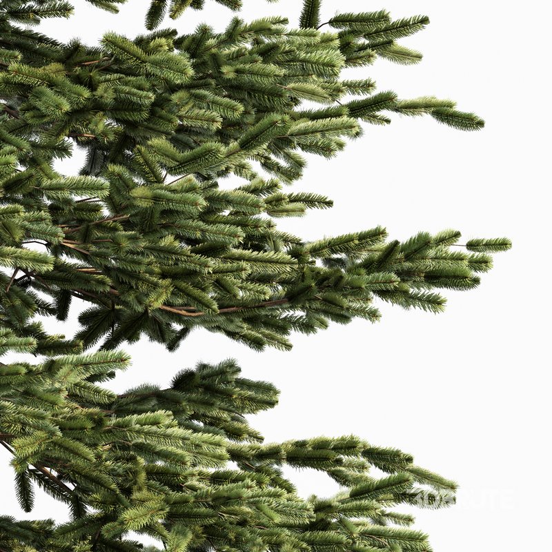 Black Spruce Picea Mariana Pine Image 4