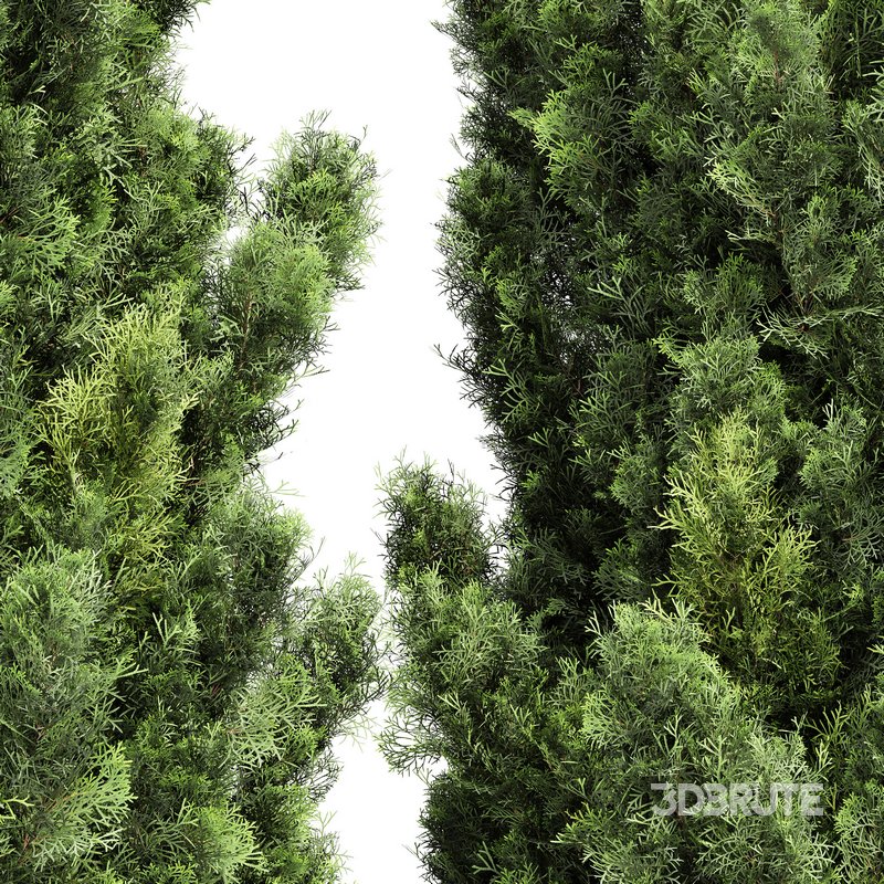 Italian Cypress High details 3Trees Image 5