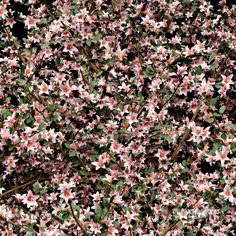 Blooming lemon tree Image 3