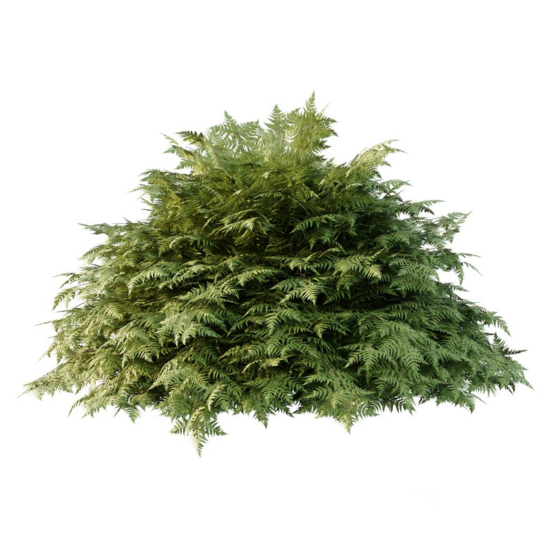 Cypress Bush 01 Image 3