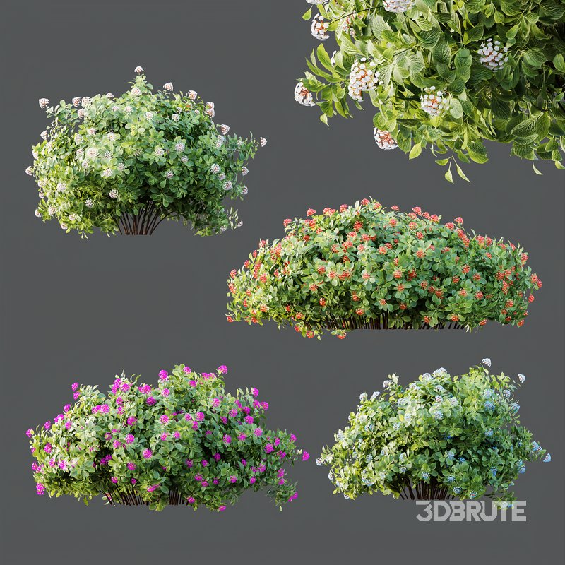 HQ Plants lantana Camara Confetti Bush Image 5