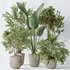 Indoor plants set 99 Lutescens Areca Palm and Ficus Benjamina and Paradise Strelitzia - Thumbnail 5