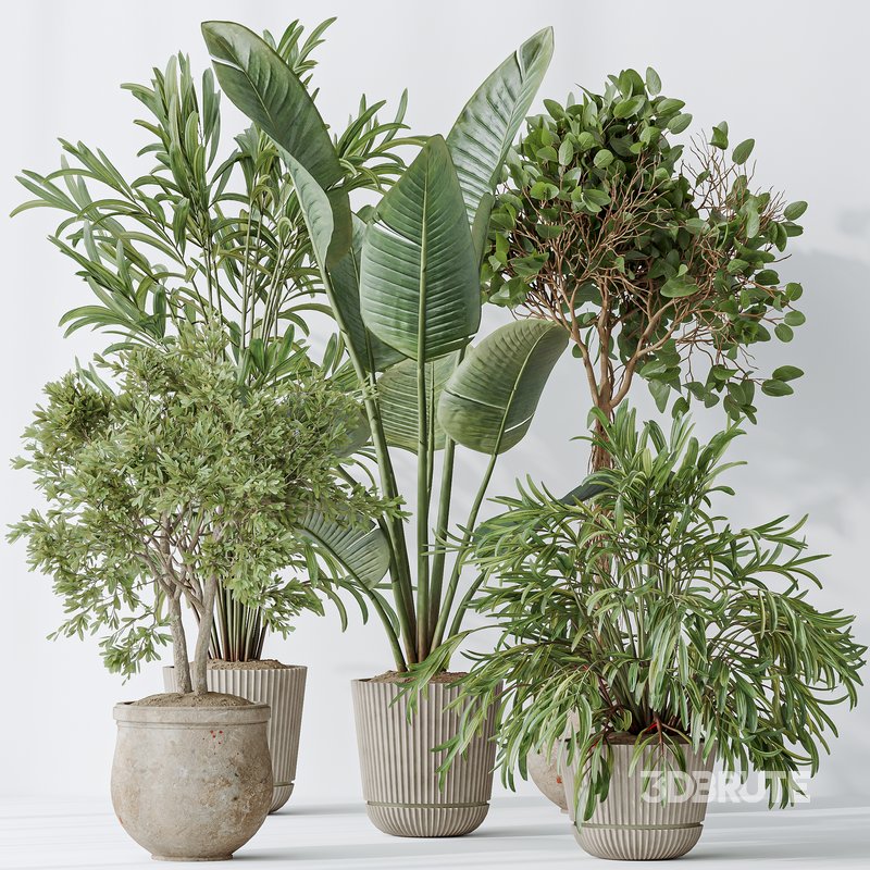 Indoor plants set 99 Lutescens Areca Palm and Ficus Benjamina and Paradise Strelitzia Image 5