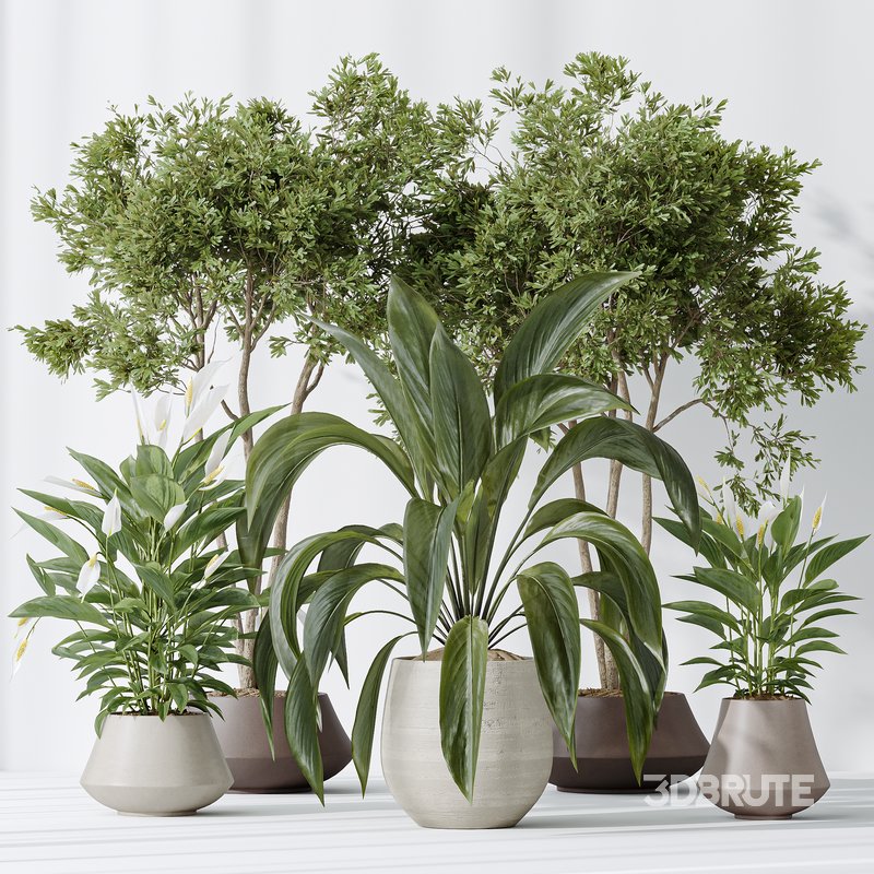 Indoor plants set 105 Wilsonii Chemlali Olive and Wallisii Bellini Peace Lily Domino Image 4