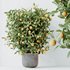 HQ HousePlants Mandarin Citrus Fruit Bosnai China Orange Tree Set02 - Thumbnail 3