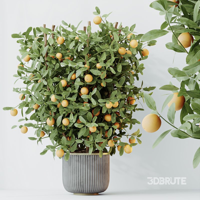 HQ HousePlants Mandarin Citrus Fruit Bosnai China Orange Tree Set02 Image 3