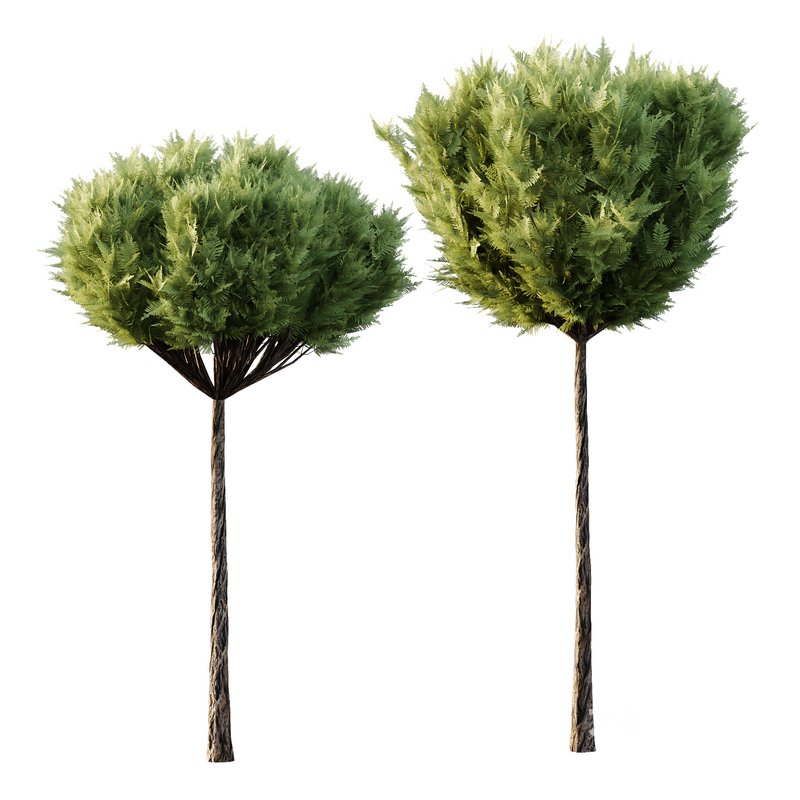 Italian Cypress Tree 15 Image 2