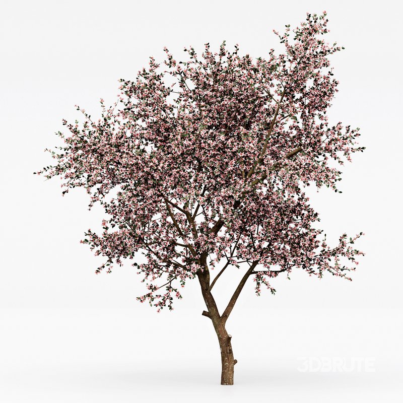 Blooming lemon tree Image 5