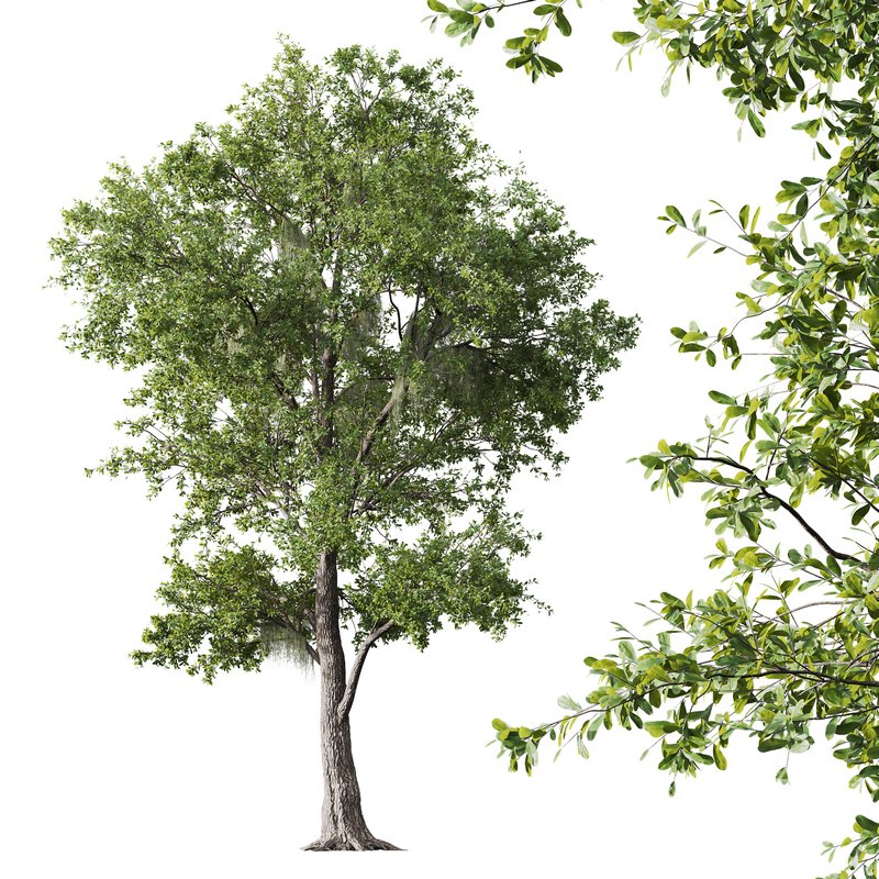 Pollard willow and Angel Oak Live Tree Spanish Moss Image 6