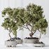 Indoor plants set 104 Microcarpa Bonsai Ginseng and Wilsonii Chemlali Olive - Thumbnail 2