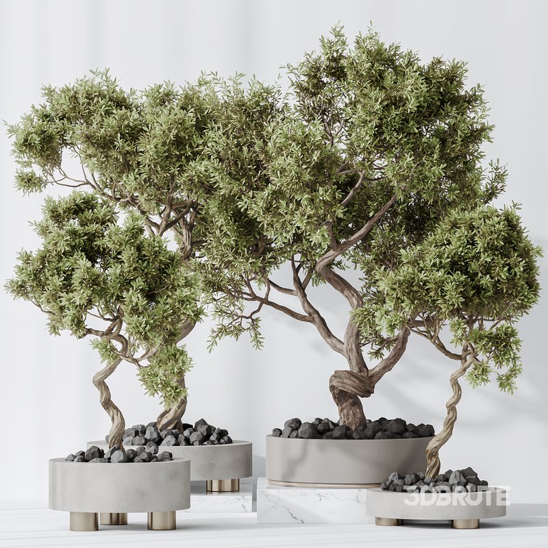 Indoor plants set 104 Microcarpa Bonsai Ginseng and Wilsonii Chemlali Olive Image 2