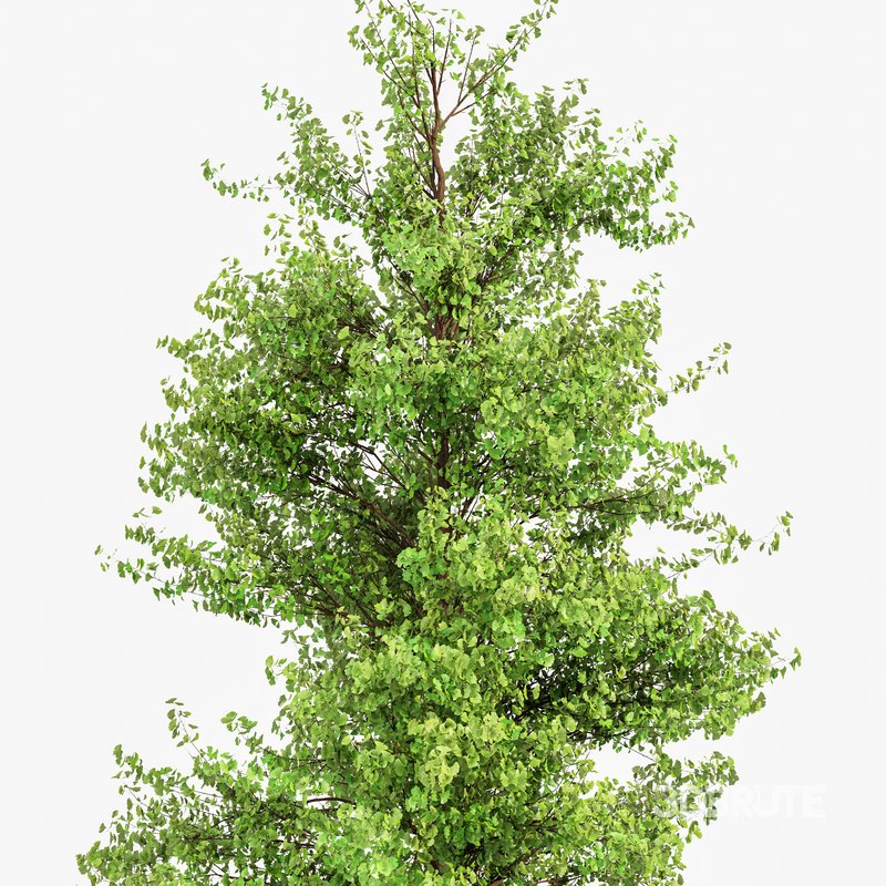 Maidenhair Tree Ginkgo Biloba Image 4