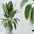 HQ HousePlants Ficus Elastica Beliza Tineke Variegated Rubber - Thumbnail 4