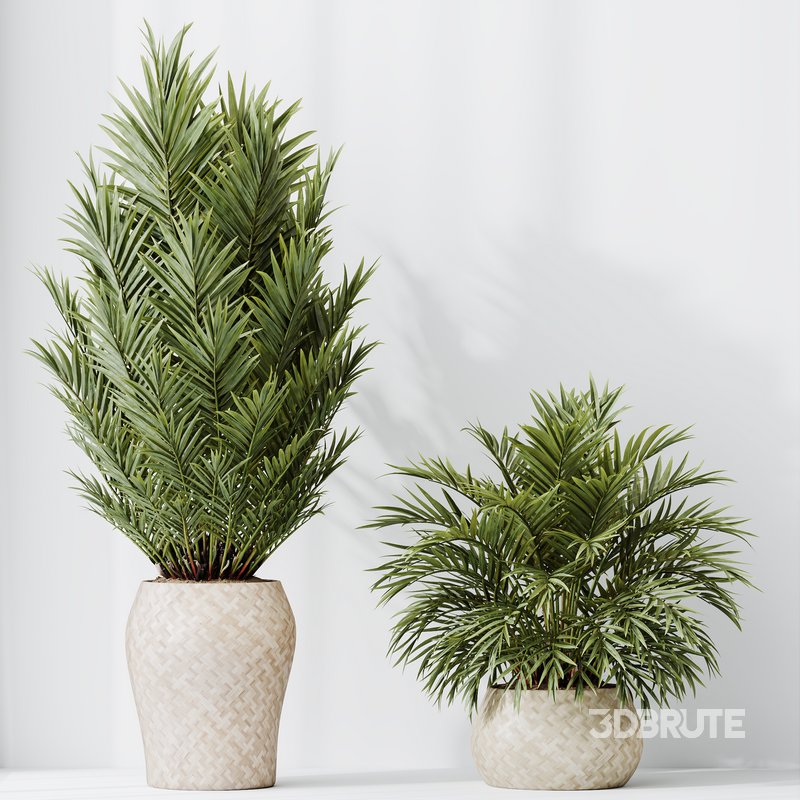 HQ HousePlants Cyara Areca Palm Paradise Kentia Everlasting Set02 Image 2