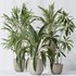 Indoor plants set 97 Dypsis Areca Palm and Spathiphyllum Wallisii - Thumbnail 6