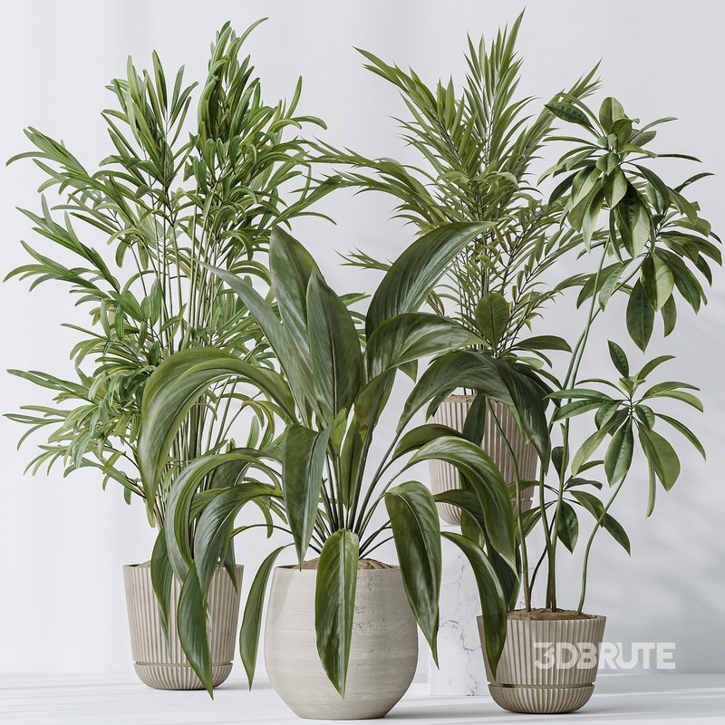 Indoor plants set 97 Dypsis Areca Palm and Spathiphyllum Wallisii Image 6