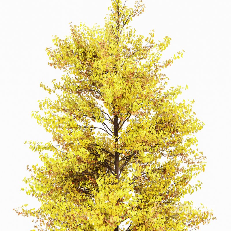 Maidenhair Tree Ginkgo Biloba Fall Image 2