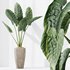 HQ HousePlants Cunjevoi Alocasia Jardin Brisbanensis Fittingly Elephant Set02 - Thumbnail 2