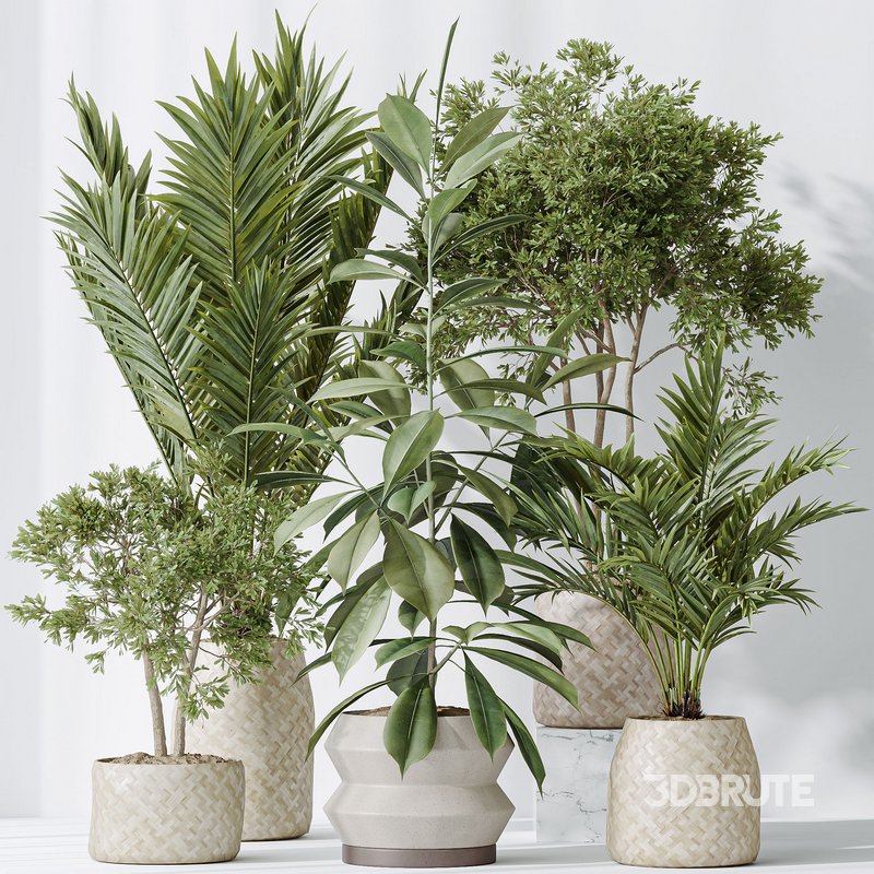 Indoor plants set 98 Areca Palm Kentia and Wilsonii Chemlali Olive and Ficu Cyathistipula Image 5