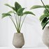 HQ HousePlants Cunjevoi Alocasia Jardin Brisbanensis Fittingly Elephant - Thumbnail 2
