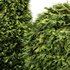 Evergreen Shrubs Golden Globe Dwarf Thuja - Thumbnail 2