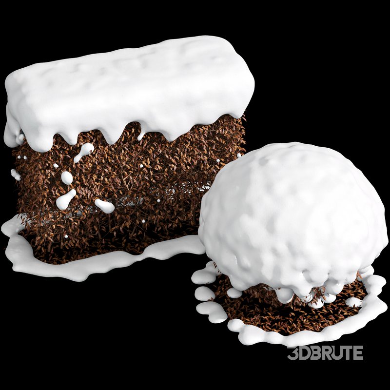 Dwarf Yaupon Holly Winter Image 2