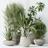 Indoor plants set 101 Spathiphyllum Wallisii and Ficus Cyathistipula - Thumbnail 6