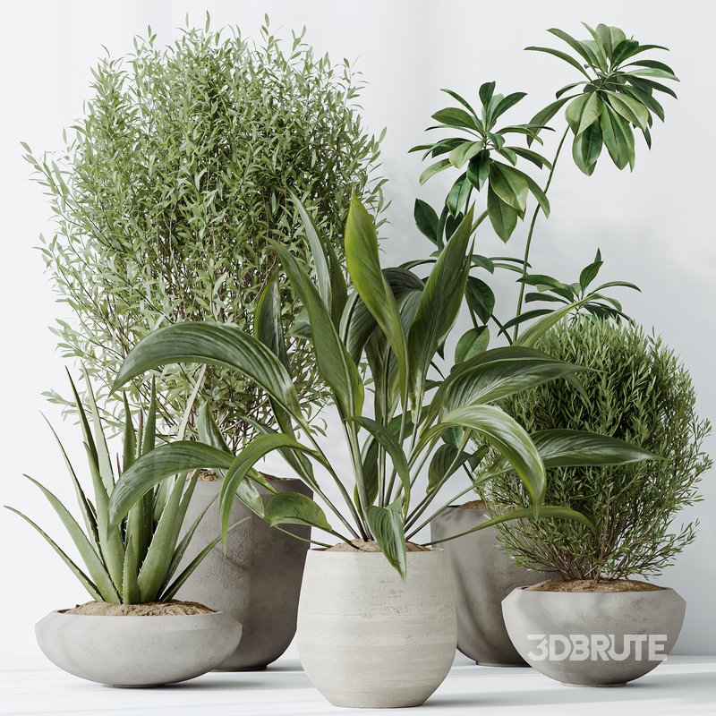 Indoor plants set 101 Spathiphyllum Wallisii and Ficus Cyathistipula Image 6