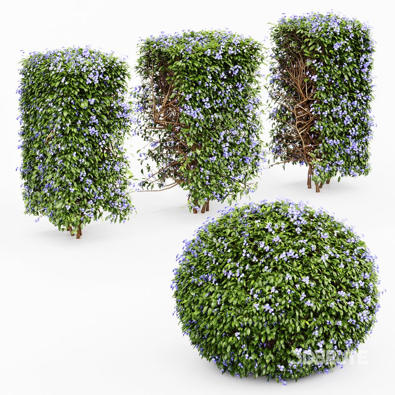 Dwarf Yaupon Holly flowering plants Image 3