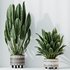 HQ HousePlants Ficus Elastica Beliza Tineke Variegated Rubber Set02 - Thumbnail 5