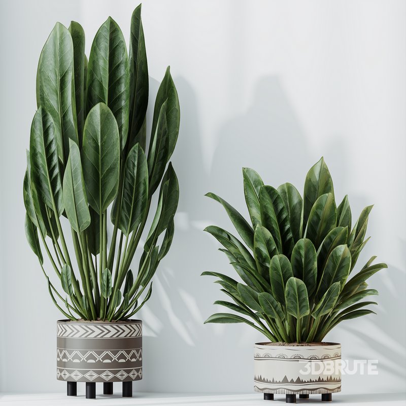 HQ HousePlants Ficus Elastica Beliza Tineke Variegated Rubber Set02 Image 5