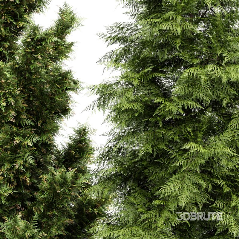 5 Different tree Leyland cypress Slender Hinoki Rocky Mountain green coniferous Cupressocyparis Image 1