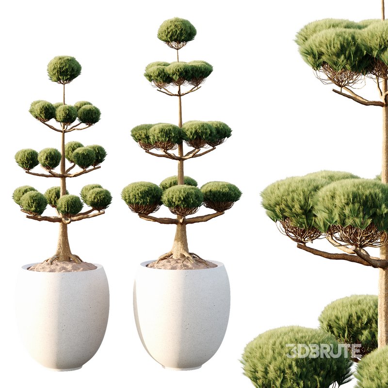 Potted sphere tree03 Image 3