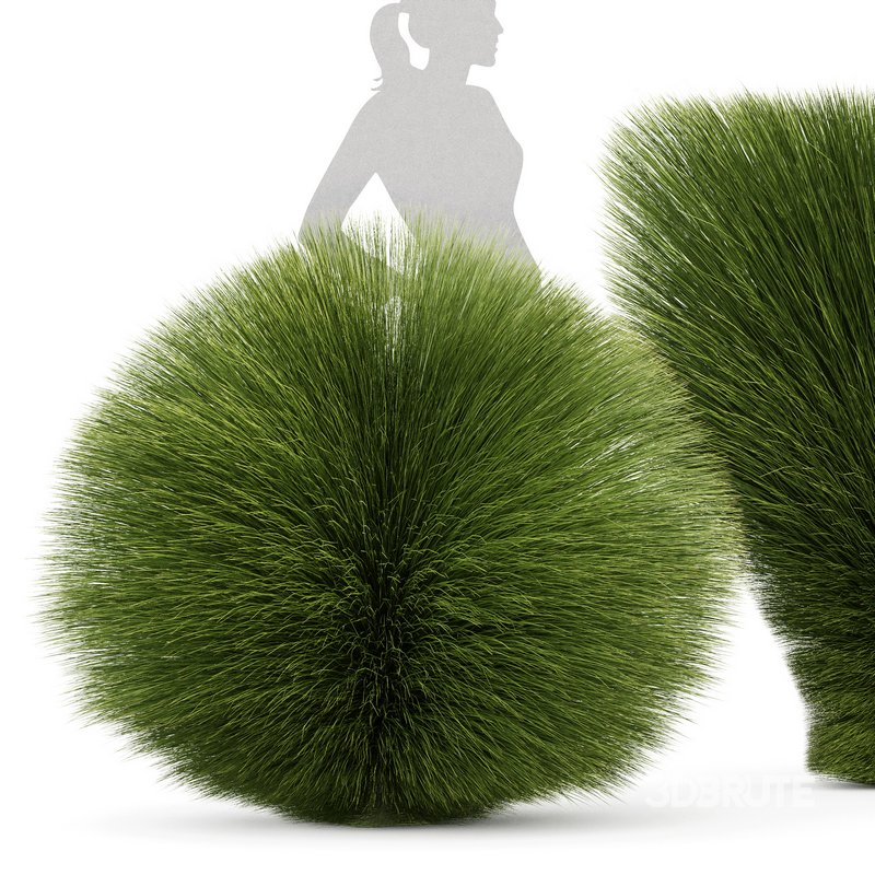 description Maiden Grass Miscanthus sinensis Gracillimus Tuin Grassen Image 5