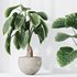 HQ HousePlants Cunjevoi Alocasia Jardin Brisbanensis Fittingly Elephant Set03 - Thumbnail 3