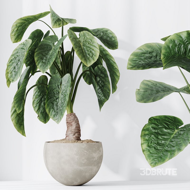 HQ HousePlants Cunjevoi Alocasia Jardin Brisbanensis Fittingly Elephant Set03 Image 3