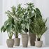 Indoor plants set 103 Lutescens Palm and Cunjevoi Alocasia - Thumbnail 3