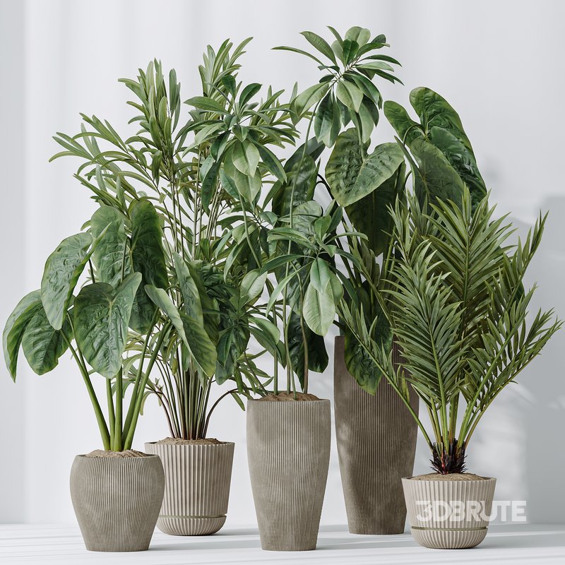 Indoor plants set 103 Lutescens Palm and Cunjevoi Alocasia Image 3