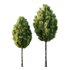 Italian Cypress Tree 18 - Thumbnail 1