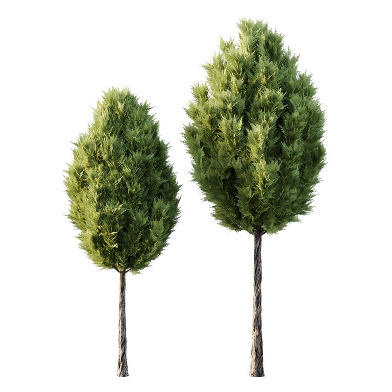 Italian Cypress Tree 18 Image 1