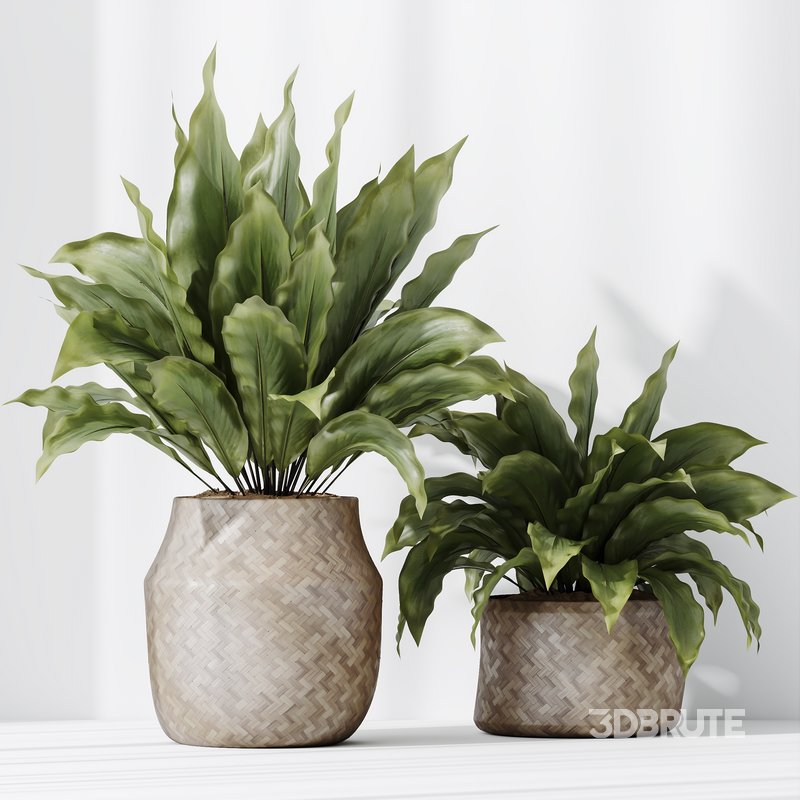 HQ HousePlants Spathiphyllum Wallisii Bellini Peace Lily Domino Set04 Image 2