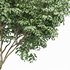 Beautiful Trees Carpinus Betulus and Japanese Cherry Leaf - Thumbnail 2